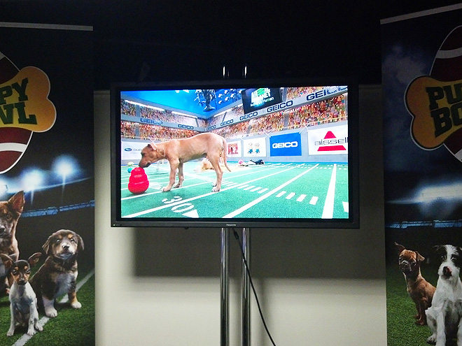 Behind the Scenes at the Puppy Bowl