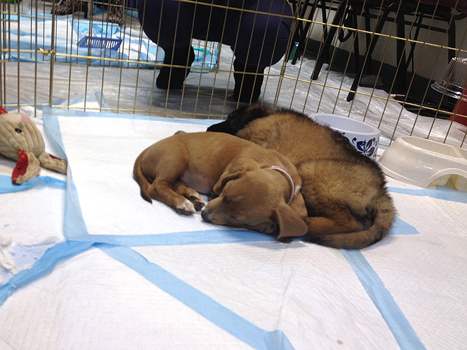 Behind the Scenes at the Puppy Bowl