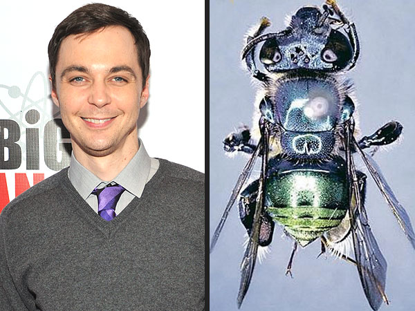 Jim Parsons's Character Gets Bee Species Named After Him on Big Bang Theory
