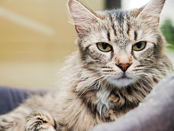 Adopt Me! Lyric Wants to Put the Stresses of Shelter Life Behind Her