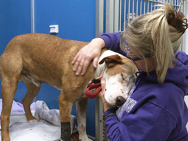 Facebook Campaign Pays for Abused Dog's Veterinary Bills