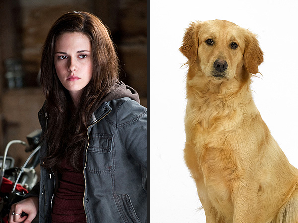 Most Popular Dog Name of 2012 Inspired By Twilight's Bella