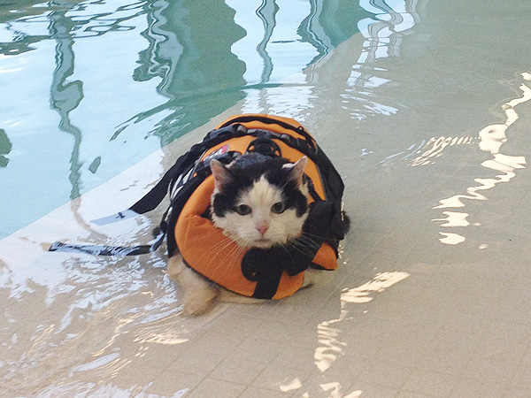 PHOTO: Fat Cat Swims to Lose Weight