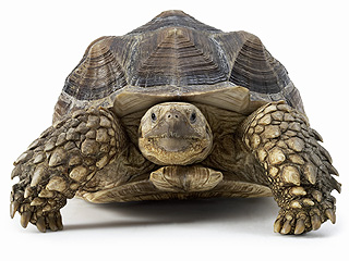 The Water Bowl: Family Finds Missing Tortoise – 30 Years Later