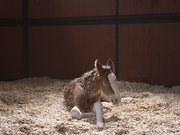 Budweiser Super Bowl Clydesdale Ad Makes Stars Cry
