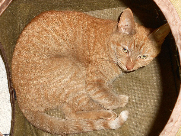 Adopt Me! Mish Mish Got the Boot When a New Kitten Arrived