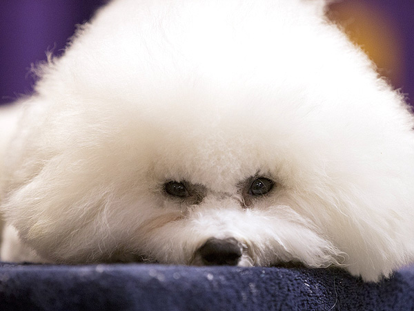 Westminster Kennel Club Dog Show 2013: Photos