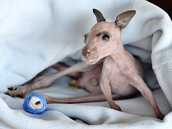 Kangaroo Wears Cast After Surviving Australia Wildfire: Photo