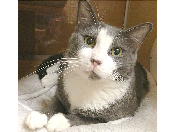 Adopt Me! Won't You Let Humphrey Sit in Your Lap?