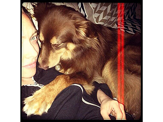 Amanda Seyfried's Dreamy Bedfellow: Her Dog | Amanda Seyfried