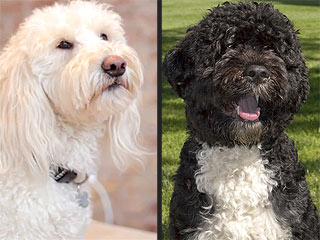 Bo Obama Gets Asked Out on Doggy Date