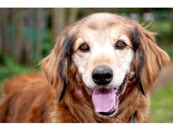 Adopt Me! Sheena Wants to Come Along on Your Adventures
