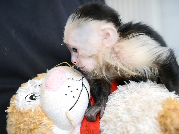 The Daily Treat: Justin Bieber's Monkey Is Already Kissing Someone Else