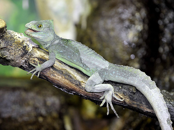 Plumed Basilisk at Whipsnade Zoo: Photo
