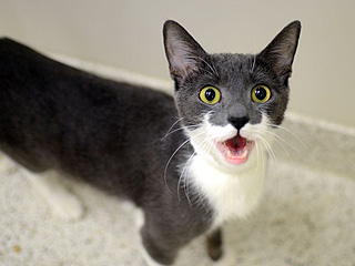 Adopt Me! Nory Wants an Owner Who Respects Her Space
