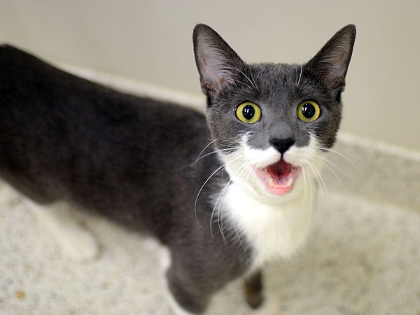 Adopt Me! Nory Wants an Owner Who Respects Her Space