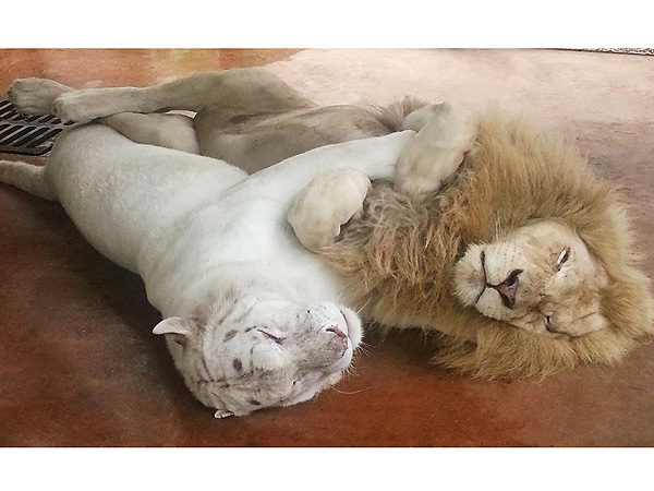 Lion, Tiger, Jungle Island: Photo