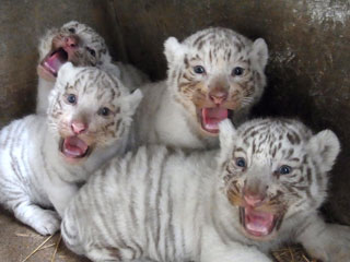 The Daily Treat: White Tiger Cubs Will Sing You a Song