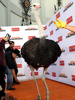 PHOTO: Ostrich Walks the Red Carpet at Arrested Development Premiere