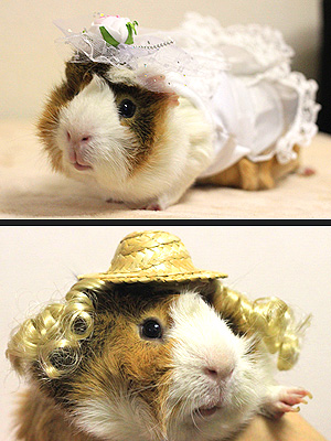 The Daily Treat: Guinea Pigs Who Dress Better Than Us
