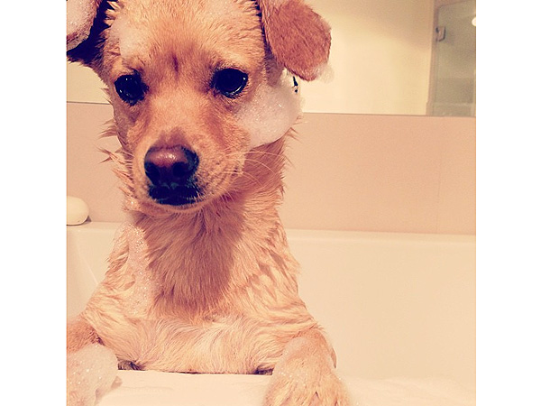 Lauren Conrad's Dog Fitz Takes a Bubble Bath: Photo