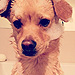 The Daily Treat: How Lauren Conrad's Dog Unwinds After a Ruff Day