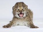 The Daily Treat: Baby Lynx Challenges You to a Dance-Off