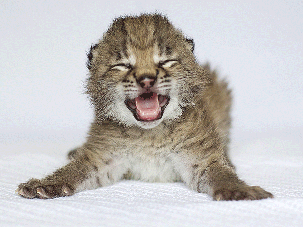 Nashville Zoo Lynx Cub Dancing: Photo
