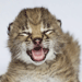 The Daily Treat: Baby Lynx Challenges You to a Dance-Off