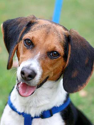 Adoptable Dog: Beau the Beagle