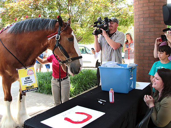 CMA Festival: Budweiser Clydesdale Levi Photo