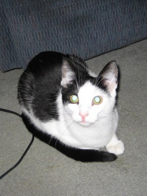 Adopt Me! Skippy Wants a Chance to be Affectionate