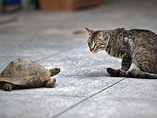 The Daily Treat: Cat vs. Turtle – Who Will Win?