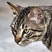 The Daily Treat: Cat vs. Turtle – Who Will Win?