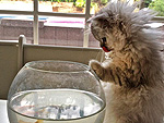 See How Gilles Marini's New Cat Is Already Causing Trouble | Gilles Marini