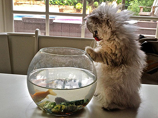 See How Gilles Marini's New Cat Is Already Causing Trouble | Gilles Marini