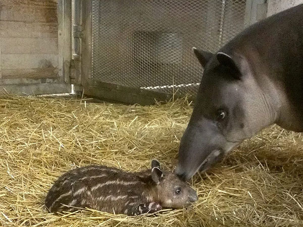 Franklin Park Zoo Welcomes Newborn Tapir