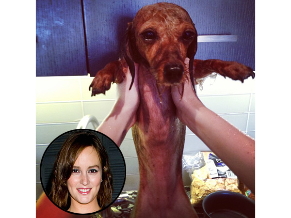 PHOTO: Is There Anything Cuter Than Leighton Meester's Dog Taking a Bath? | Leighton Meester