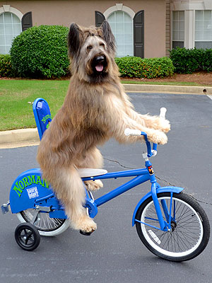 The Daily Treat: Scooter-Riding Dog Norman Trying to Set Guinness World Record