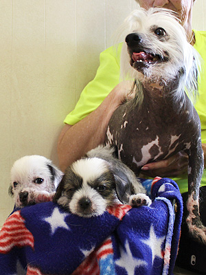 Adopt Me! 'Velcro Dog' Sweetie Will Stick with You