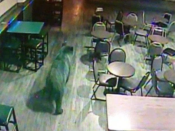 A Bear Walks Into a Bar ... Really!