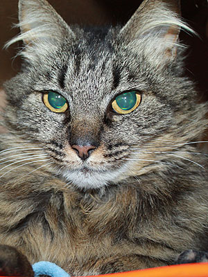 Adopt Me! Stop What You're Doing and Pet Melo the Cat