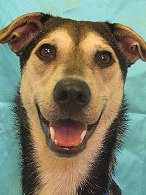 Adopt Me! Windee Is as Easygoing as They Come