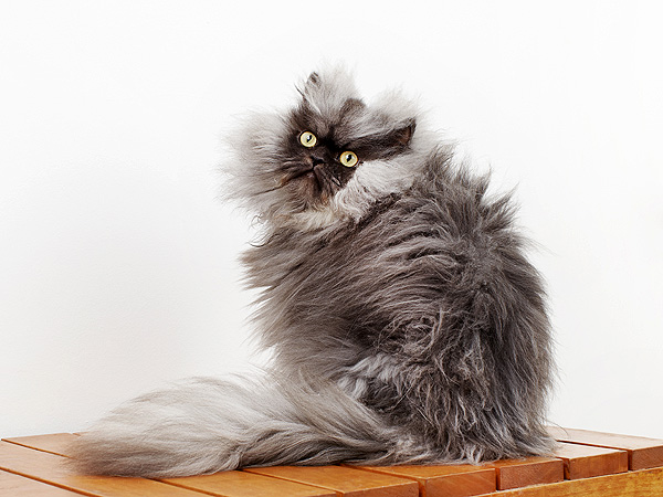Colonel Meow Recognized by Guinness World Records for Cat with the Longest Fur