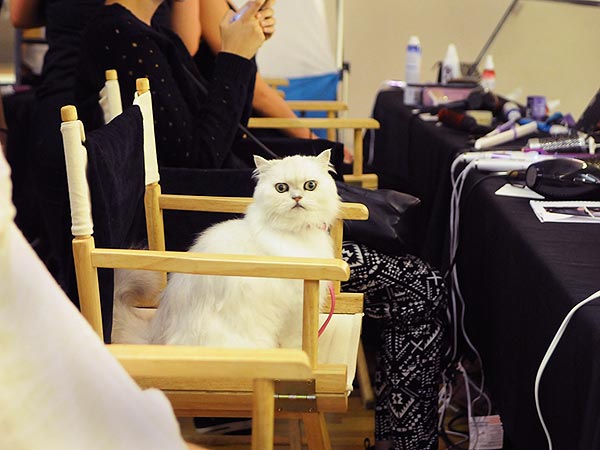 Fancy Feast Cat at Malan Breton Fashion Show