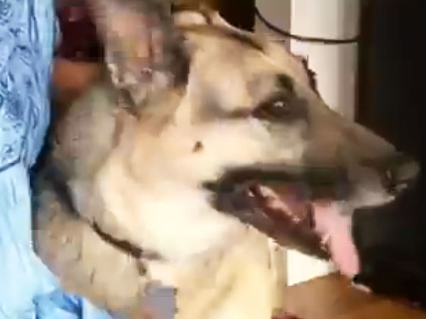 Dog Saves Choking Owner: Video