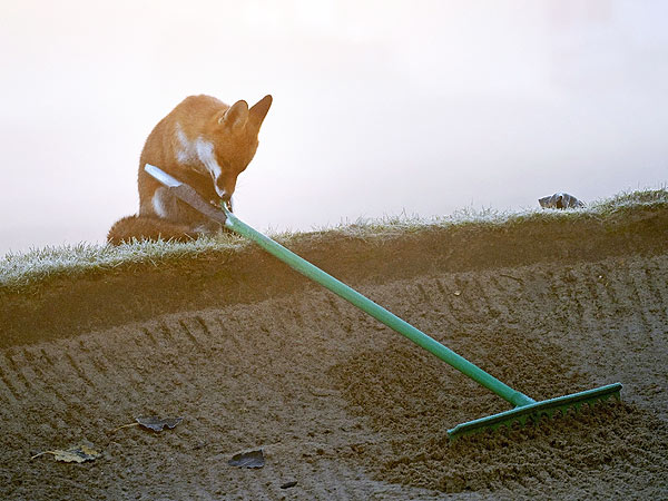 Fox with Rake on Golf Course in London: Photo