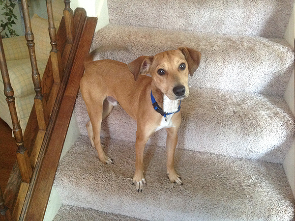 Adopt Me! Colby Just Wants Someone to Snuggle With