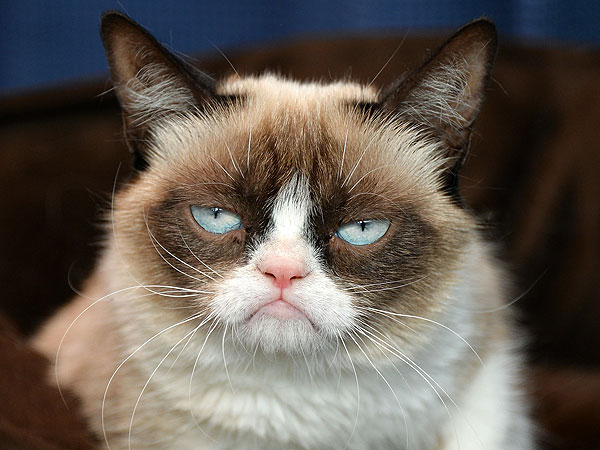 Grumpy cat