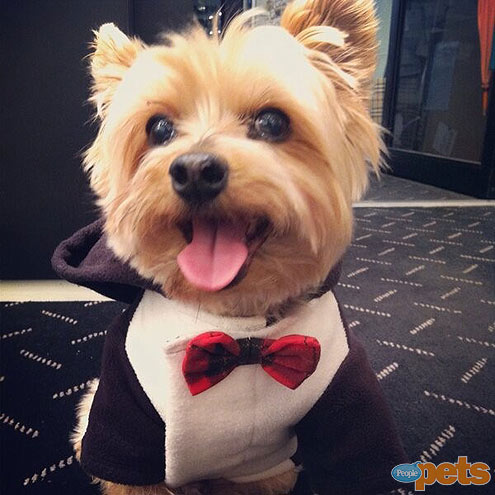 Dogs All Dolled Up